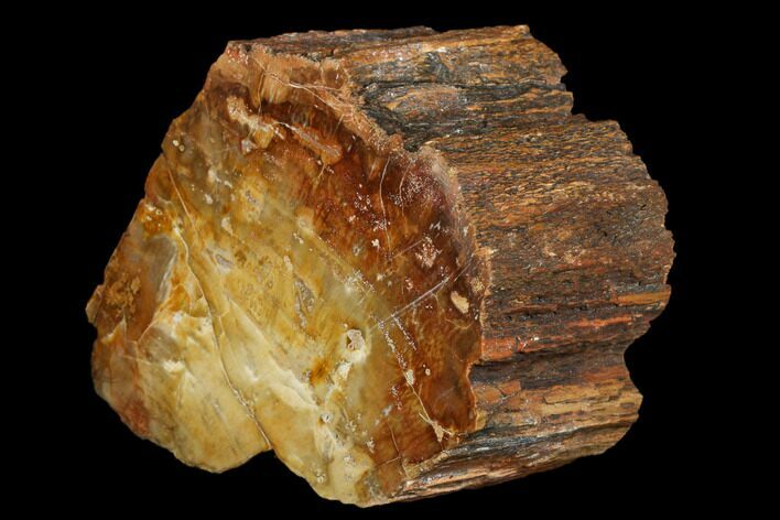 Polished, Petrified Wood (Araucarioxylon) - Arizona #176989